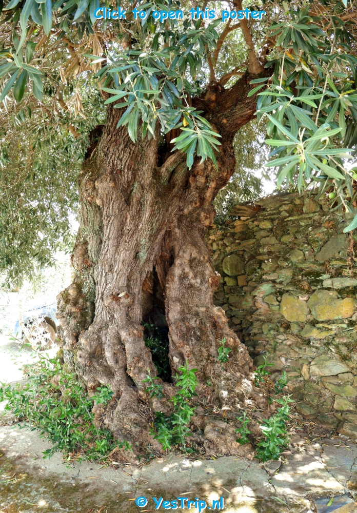 xxx El Alamo, the nature xxx